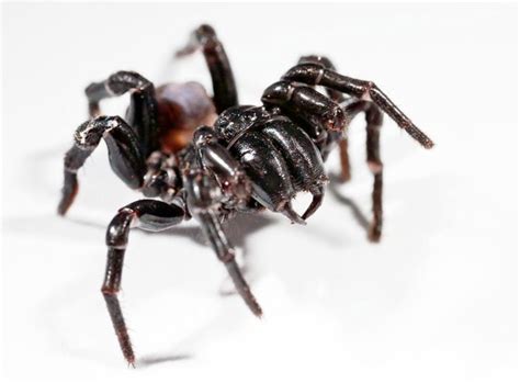 The Sydney Funnel-Web Spider: Aggressive and Venomous - Owlcation