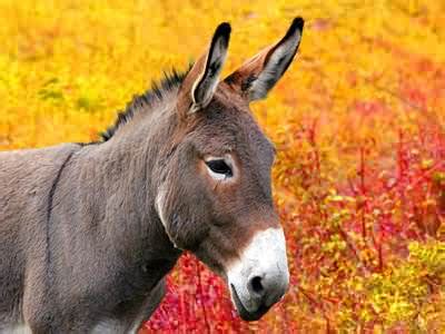 Donkey Jigsaw Puzzle - JigZone.com