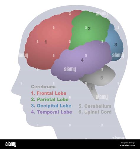 Brain lobes, anatomical regions of the cerebrum, frontal, parietal ...