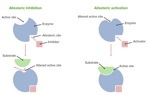 Km Allosteric Enzyme at Melinda Dorrough blog