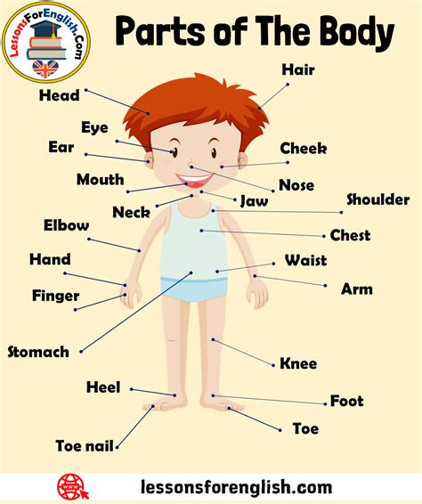 Parts of The Body Vocabulary, Definition and Examples PARTS OF HUMAN ...