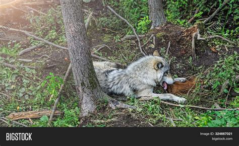 Wolf Devours Prey, Image & Photo (Free Trial) | Bigstock