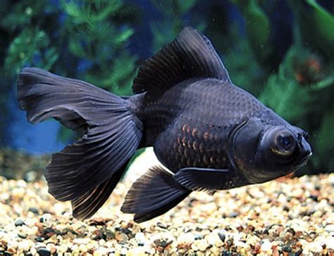 Black Moor Goldfish | Arizona Aquatic Gardens