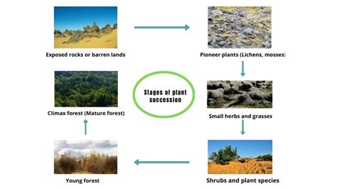 Plant succession - Science Query