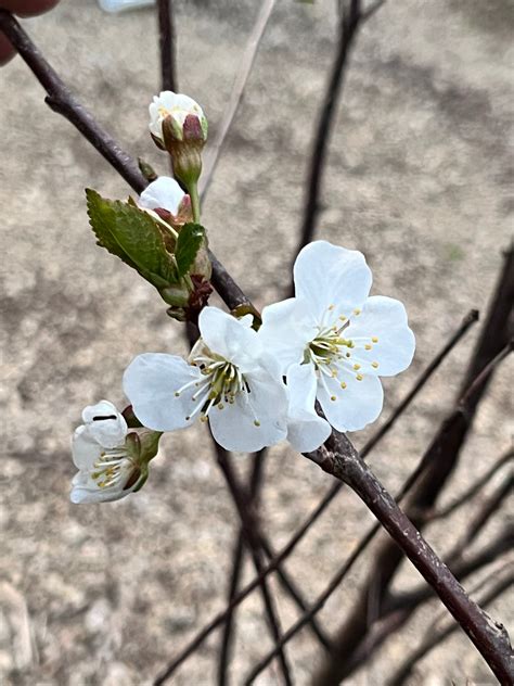 Montmorency Cherry — Roots to Fruits Nursery