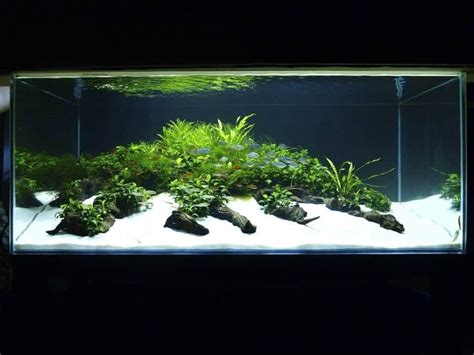 Aquarium Sand Plant - Ape Aquarium Fish