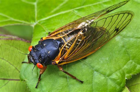 The Return of 17-Year Cicadas – Summit Metro Parks – Medium