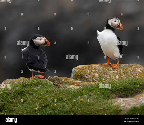 Atlantic Puffins during mating season Stock Photo - Alamy