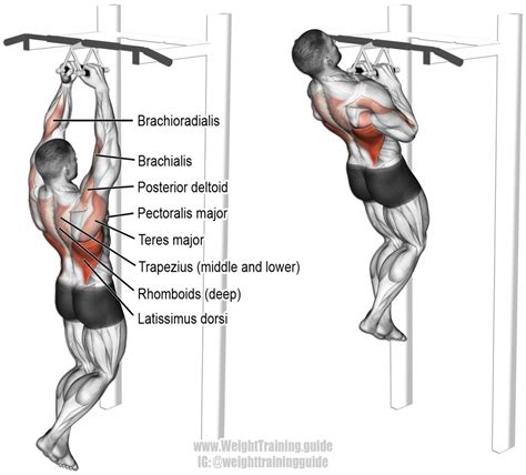 Close neutral grip pull-up exercise and video | Weight Training Guide ...