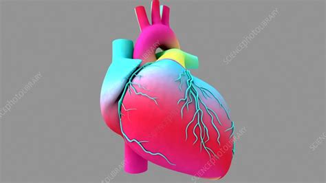 Human Heart Animation