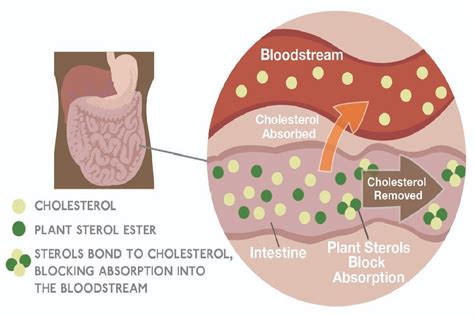 What are Plant Sterols?