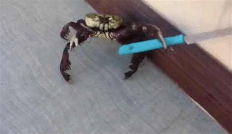 View 23 Crab Meme Knife - brewedstorepics