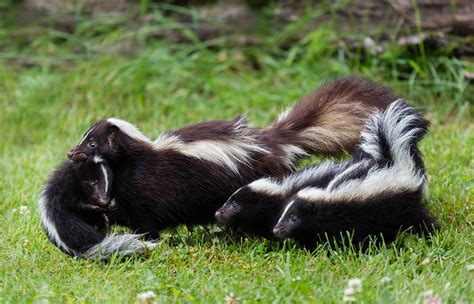 Striped Skunk | San Diego Zoo Animals & Plants