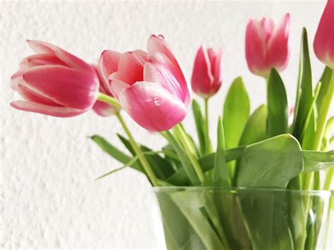 How to Care for Tulips - New England Today