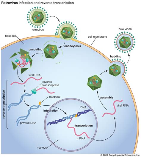 SIVmac251 | virus | Britannica