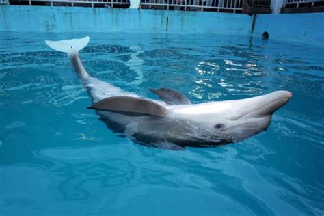 Winter Dolphin Wearing Prosthetic Tail Editorial Stock Photo - Stock ...