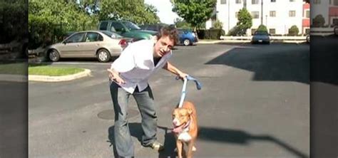 Police puppy training videos, dog seat belt leash, how to train your ...