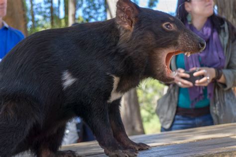 Best Places to See Wildlife in Tasmania | Happiest Outdoors