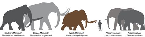 About the Woolly Mammoth