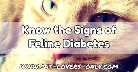 Feline Diabetes Symptoms List