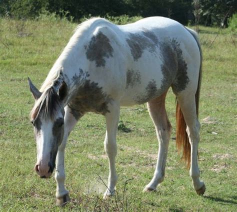 Grey paint, Quarter horses for sale and Horses on Pinterest