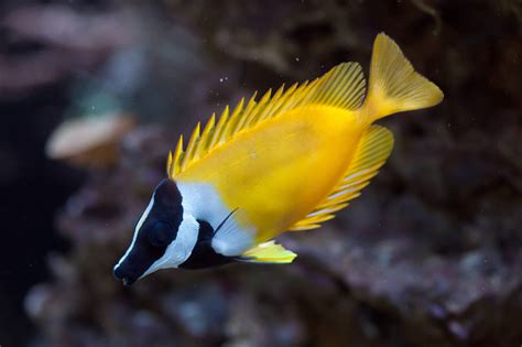 Foxface Rabbitfish: Our Complete Care Guide