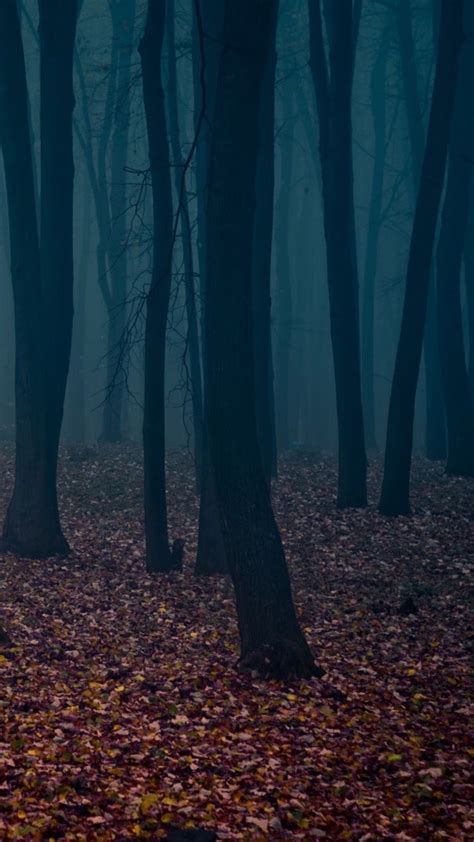 Spooky Forest Wallpaper (68+ images)