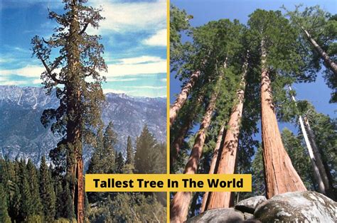 Hyperion -The Tallest Tree In The World | California national parks ...