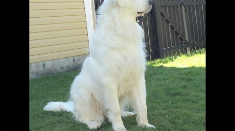 Great Pyrenees Training - YouTube