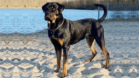 Rotticorso - All about Rottweiler and Cane corso mixe #crossbreeds ...