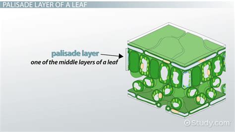 Palisade Layer of a Leaf: Function & Definition - Video & Lesson ...