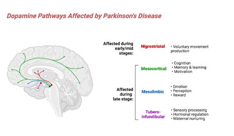 Dopamine Pathways Affected by Parkinson's Disease | BioRender Science ...