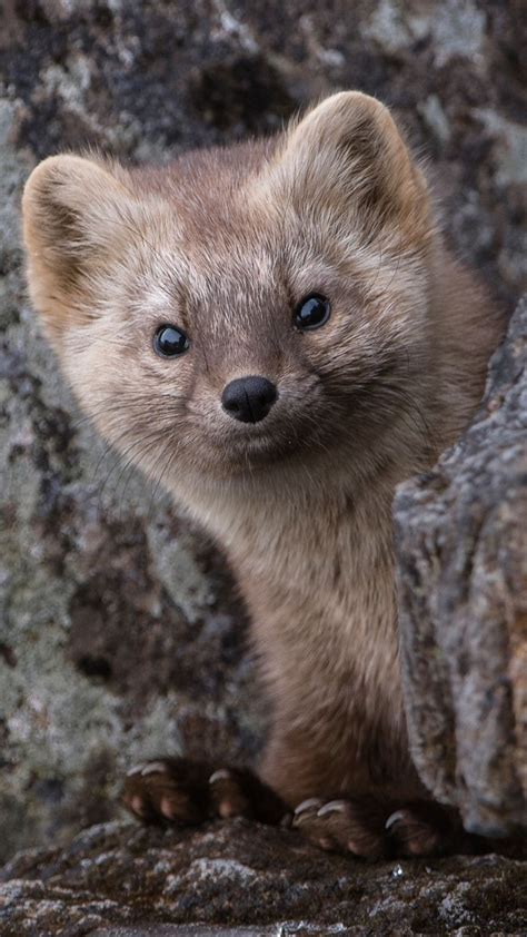 Pin on Mustelidae. WEASEL FAMILY