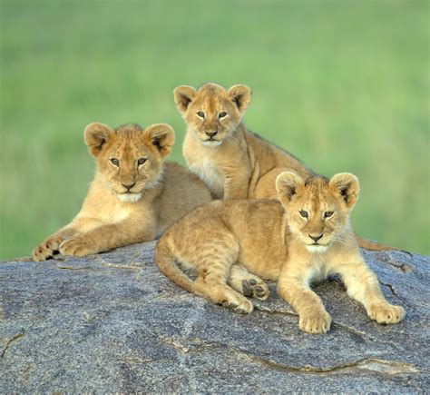 Lion cubs in Tanzania | Three Lion Cubs