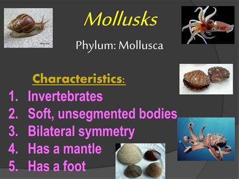 PPT - Mollusks Phylum: Mollusca PowerPoint Presentation, free download ...