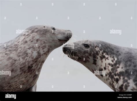 social behavior between grey seals; Latin: Halichoerus grypus Stock ...