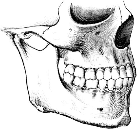 Teeth | ClipArt ETC | Teeth drawing, Teeth art, Dental art