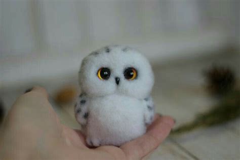 Super Cute Baby Owls