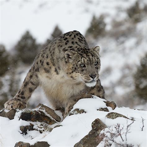 Project Snow Leopard: Guide on Snow Leopards in India