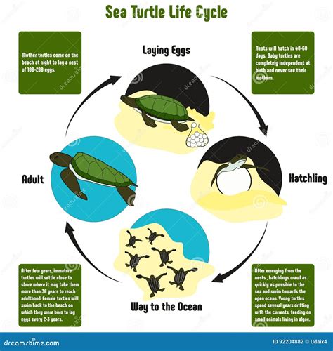 Diagrama Do Ciclo De Vida Da Tartaruga De Mar Ilustração do Vetor ...