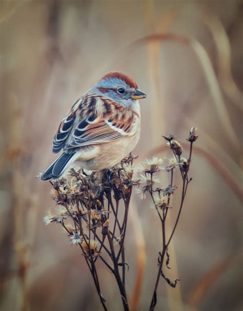 Testing the Canon 100-400mm Mark II for Bird and Wildlife Photography ...