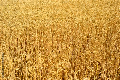 Wheat field background Stock Photo | Adobe Stock