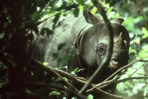 Endangered Species: Javan Rhinoceros - Sports and Politics