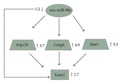 Two examples of mixed regulatory circuits, each containing a miRNA ...