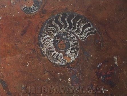 Macrofossil - Grand Fossil from Italy - StoneContact.com