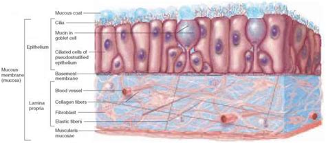 BIO 156, Fall 2015: Week 4. Tissues, Skin, Membranes Lab.