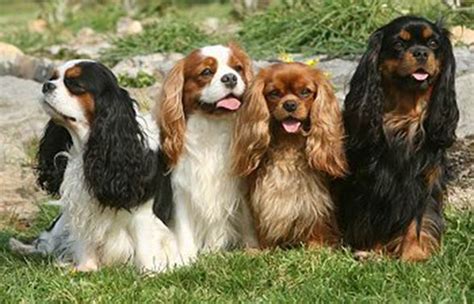 Cavalier King Charles Spaniel | DinoAnimals.com