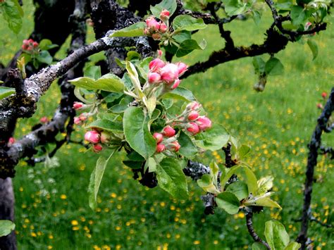 File:Apple tree.jpg - Wikipedia