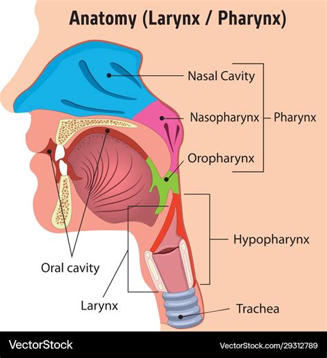 Anatomy Of Pharynx And Larynx | Images and Photos finder