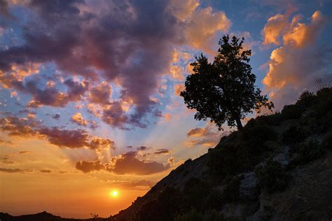 Sunrays. Mountain tree at sunset. Photograph by Guido Montanes Castillo